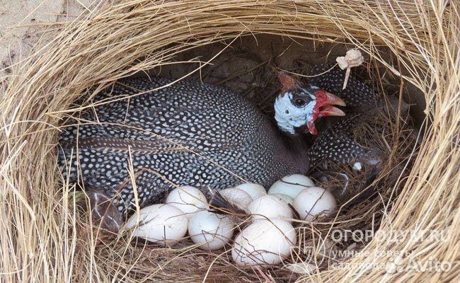 Суточная цесарка