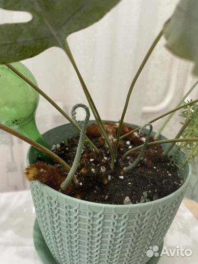 Флебодиум блю стар