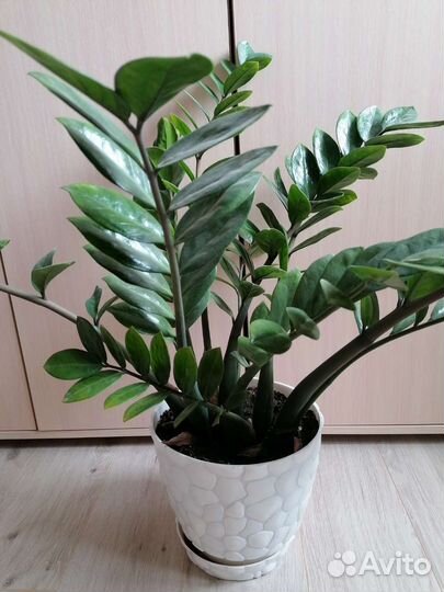 Замиокулькас