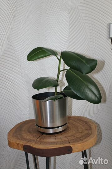 Фикус эластика 50 см с горшком