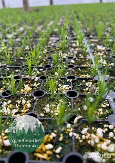 Сеянцы зкс Сосна Ель Лиственница окс Голуб Горн