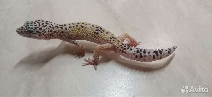 Эублефар самец