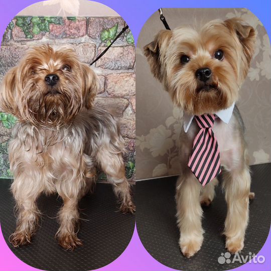 Стрижка собак мелких пород