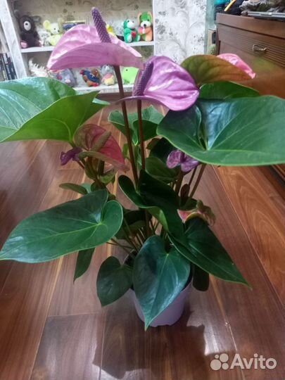 Антуриум Кавалли сортовой, коллекционный