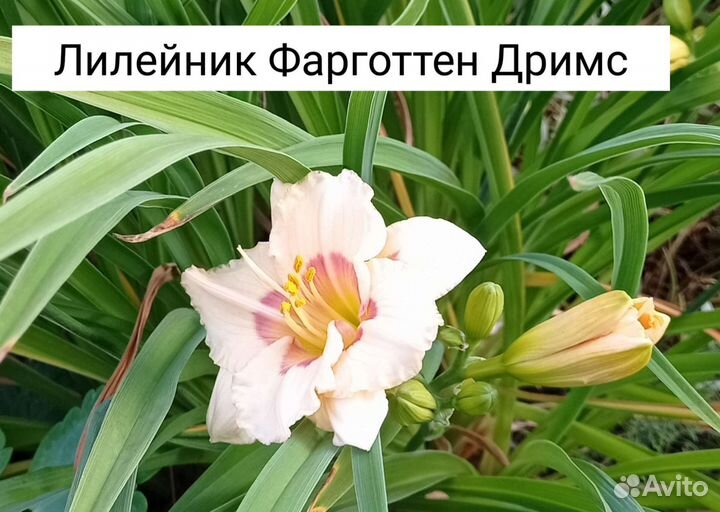 Лилейники сортовые