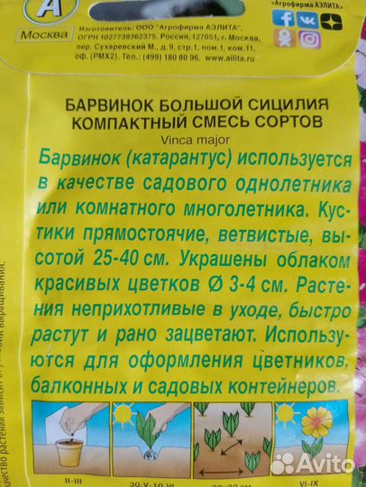 Барвинок (катарантус)