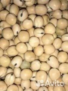 Горох фараон