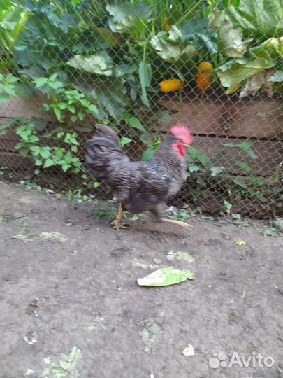 Молодые петухи