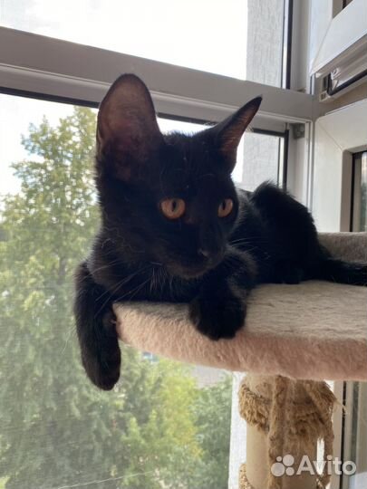 Котенок