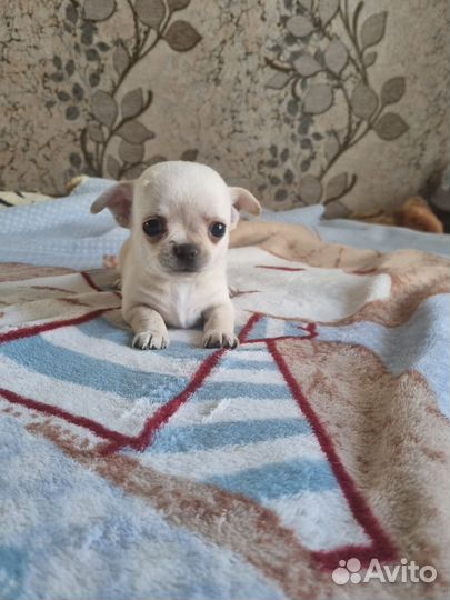 Чихуахуа мини и стандарт