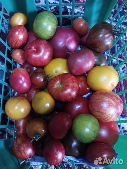 Семена коллекционных сортов томатов