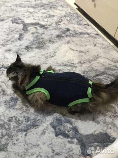 Попона для кошек