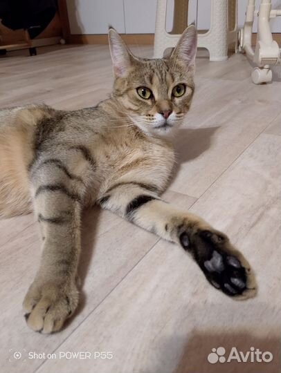 Котята чистопородные Чаузи