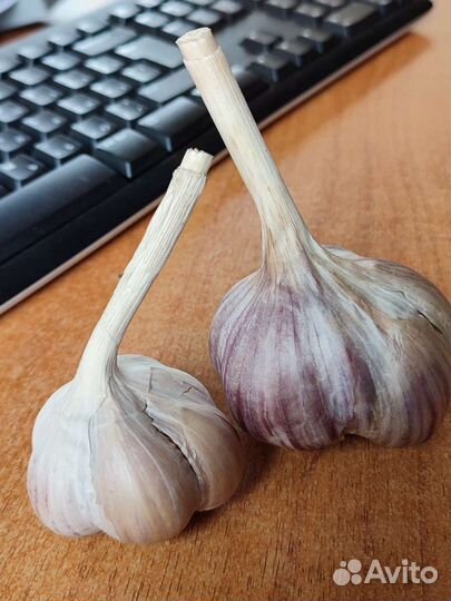 Озимый чеснок Шадейка