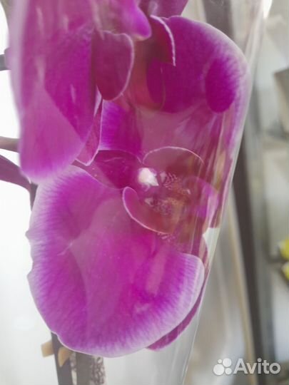 Орхидея фаленопсис Дюрбан