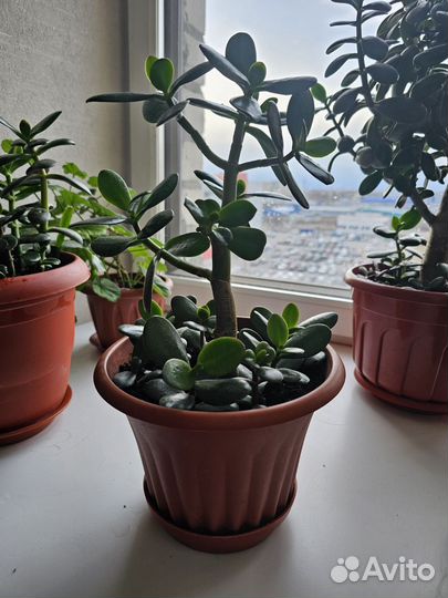 Денежное дерево красула толстянка