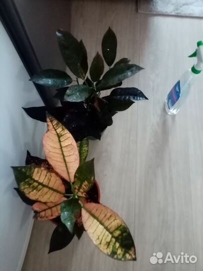 Кротон(Кодиеум )миссис айстон