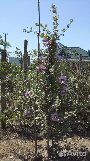 Гибискус сирийский древовидный