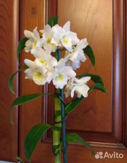 Дендробиум орхидея