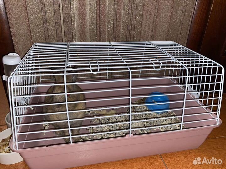 Декоративные кролик