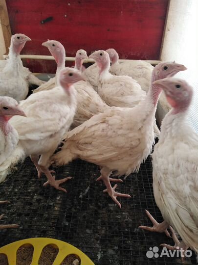 Индюк на мясо