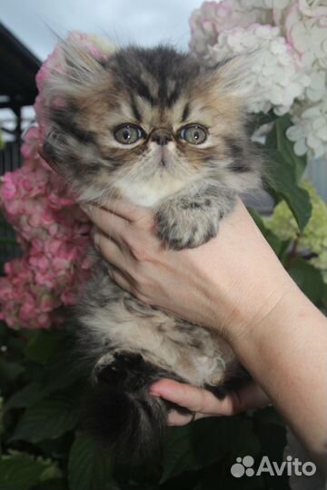 Персидские котята