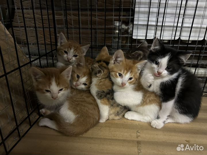 Котята в дар бесплатно