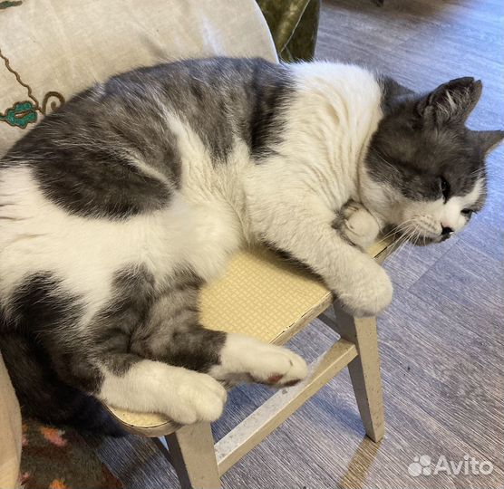 Кот в добрые руки