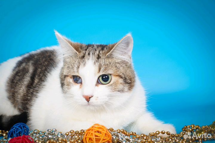 Особенная кошечка Палитра (1 год)