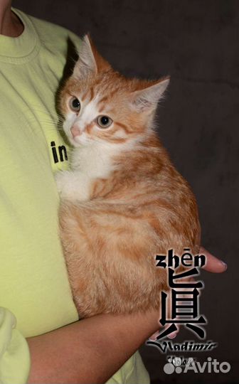 Мальчик в добрые руки