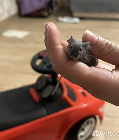 Декоративные мыши