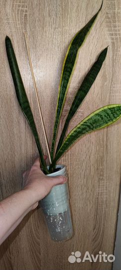 Сансевьерия сортовая