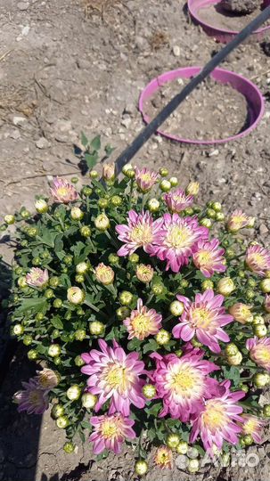 Хризантемы мультифлора