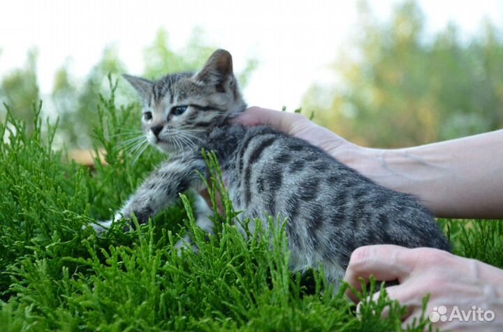 Котята от бенгальской кошки