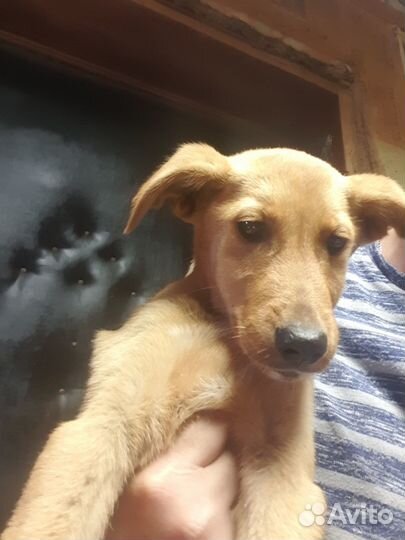 Щенки от маленькой собаки