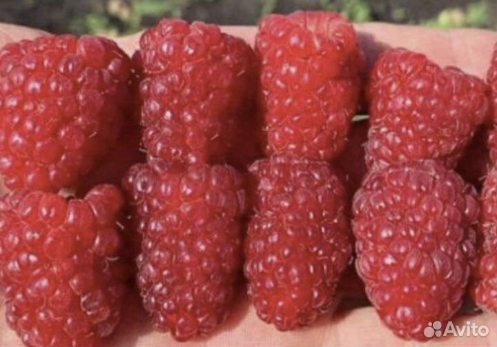 Малина саженцы. Маравилла, нижегородец карамелька