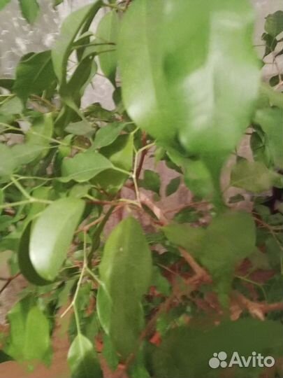 Бенджамина