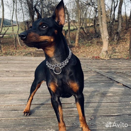 Вязка цвергпинчер