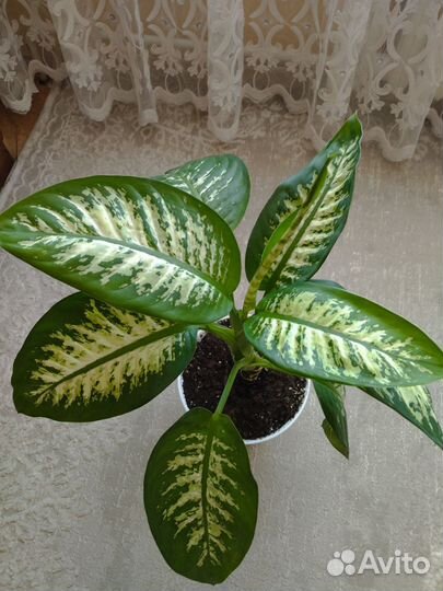 Диффенбахия