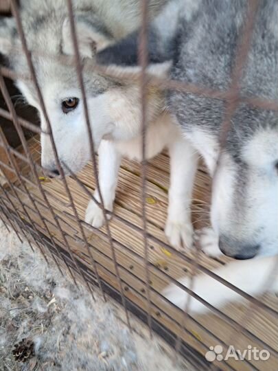 Отдам в добрые руки Хаски