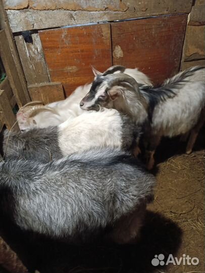 Козел на племя