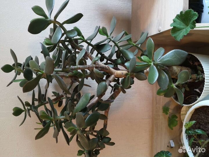 Толстянка (живое дерево)