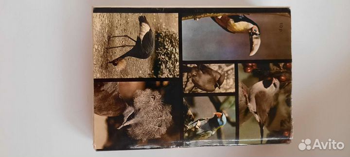 Иллюстрированная энциклопедия птиц