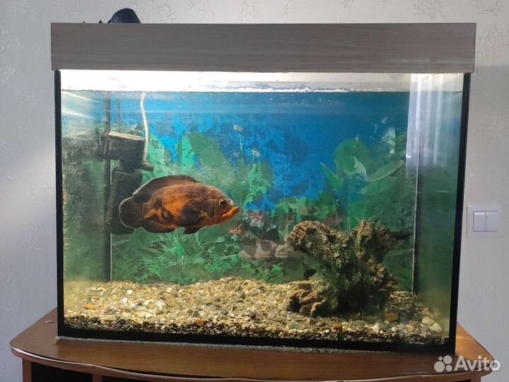 Аквариум