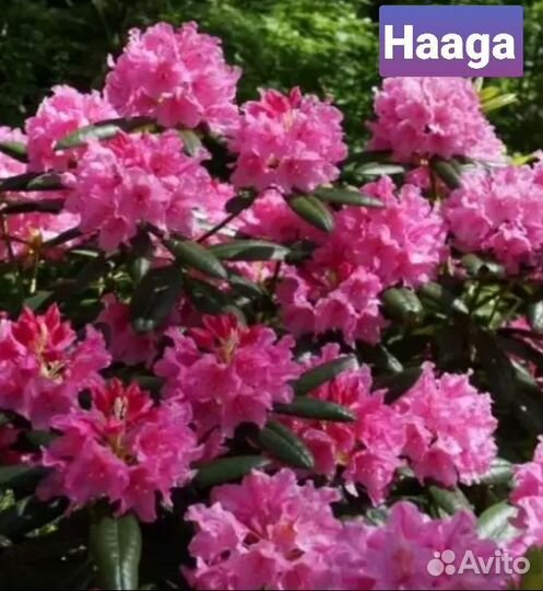 Рододендрон вечнозеленый