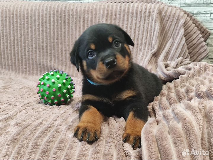 Щенки ротвейлера