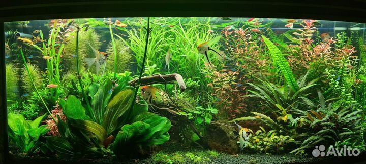Оформление и дизайн аквариума