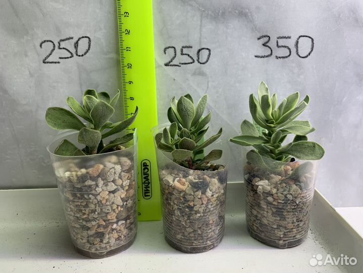 Крассула манимейкер, крассула кучерявая