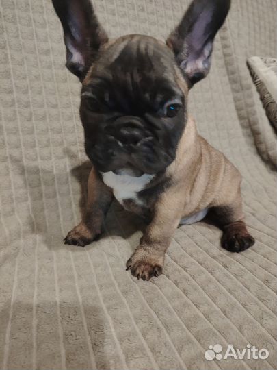 Французский бульдог щенки