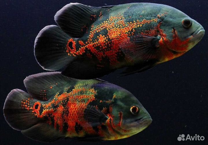 Американские цихлиды в ассортименте